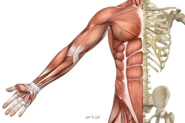 کاهش درد زانو با ورزش های تثبیت کننده عضلات کر